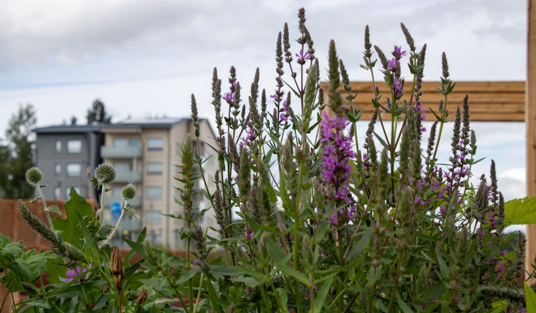Kaupunkivihreä on keskeinen tekijä Suomen hiilineutraaliustavoitteen saavuttamisessa