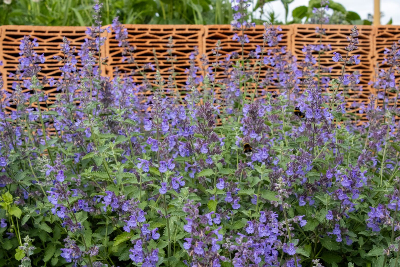 Alusta 2.0. – Kestävä viherarkkitehtuuri luo uutta elämää 