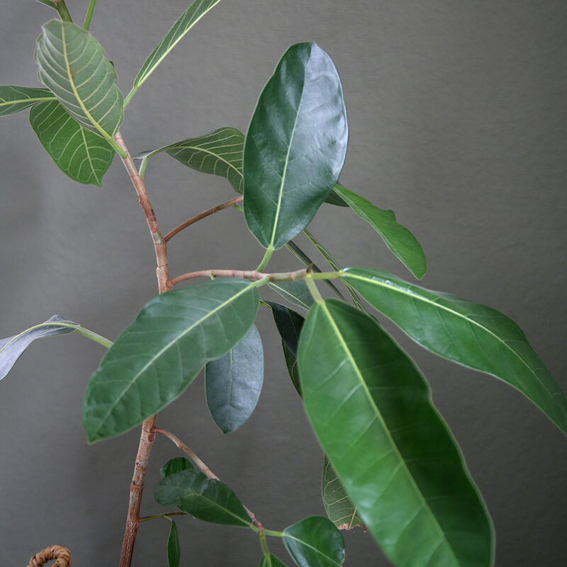 Banianiviikuna Ficus benghalensis