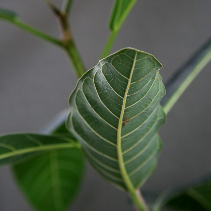 Banianiviikuna Ficus benghalensis