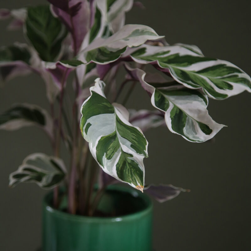 Maija Calathea ’White Fusion’