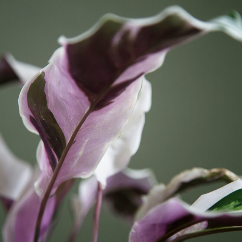 Maija Calathea ’White Fusion’