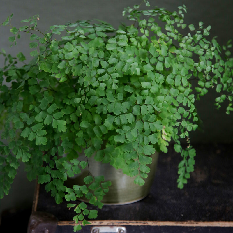 Neidonhiussaniainen Adiantum raddianum