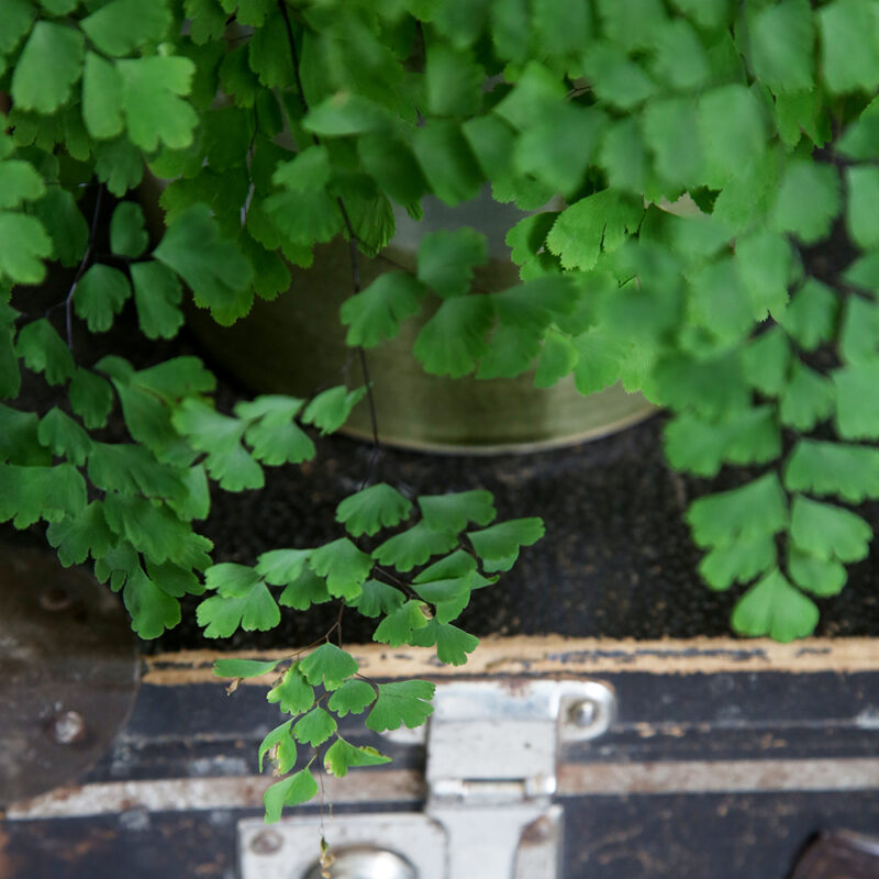 Neidonhiussaniainen Adiantum raddianum