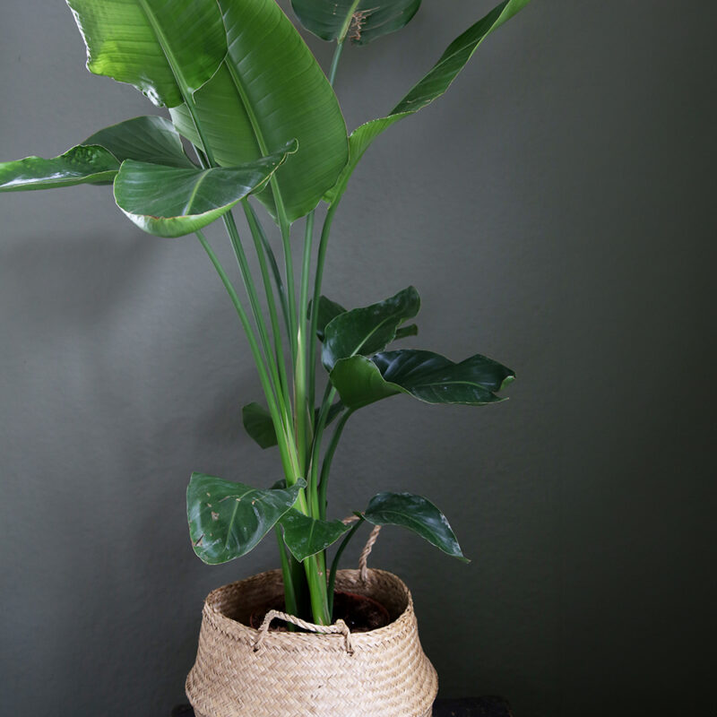 Valkokolibrikukka Strelitzia nicolai