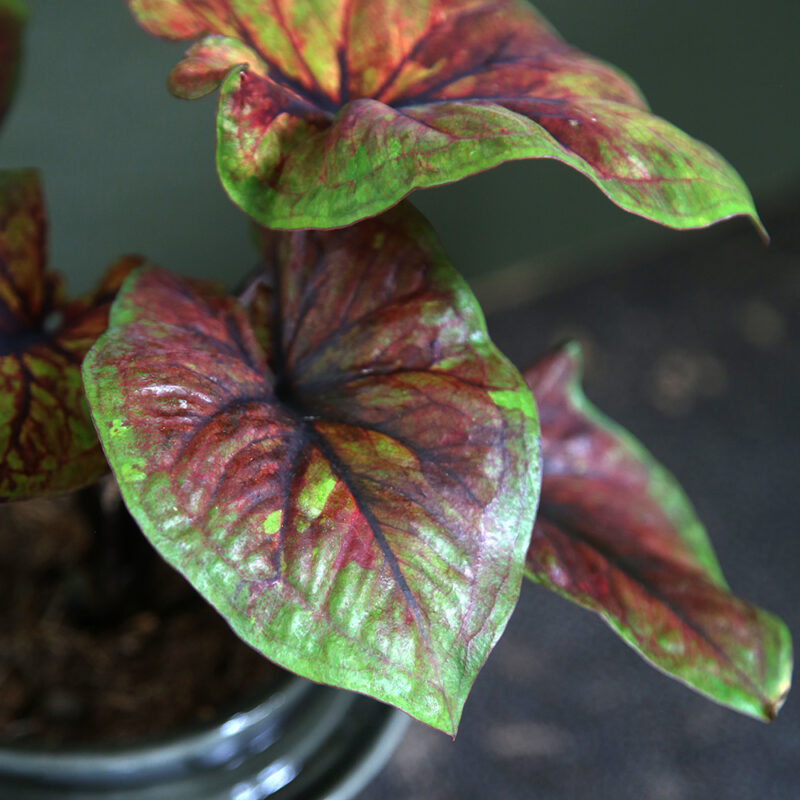 Kirjolehti Caladium