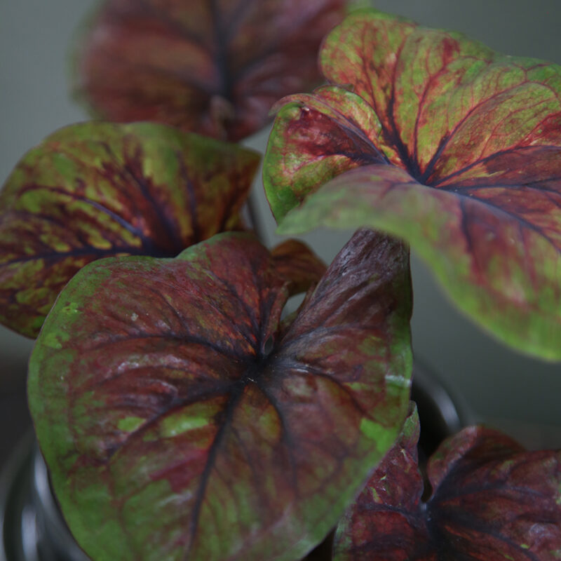 Kirjolehti Caladium