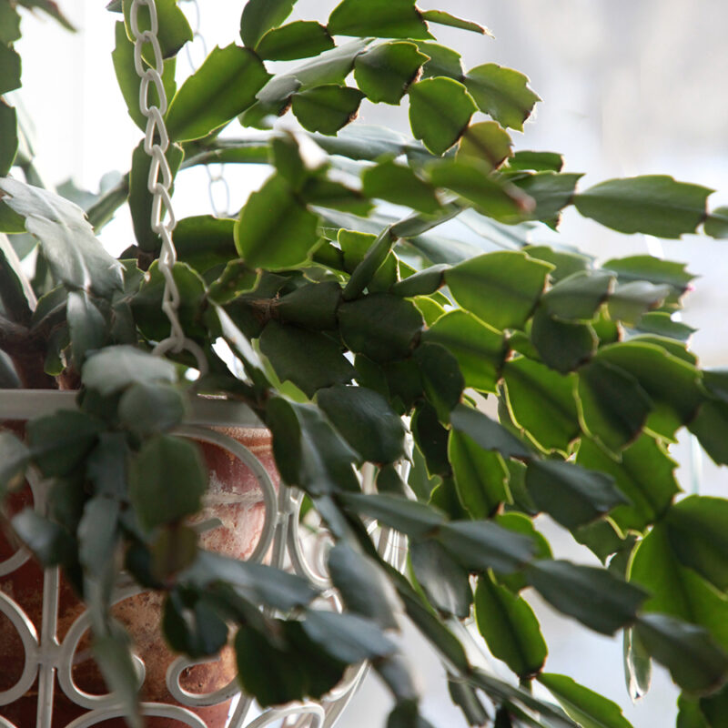 Marraskuunkaktus Schlumbergera truncata
