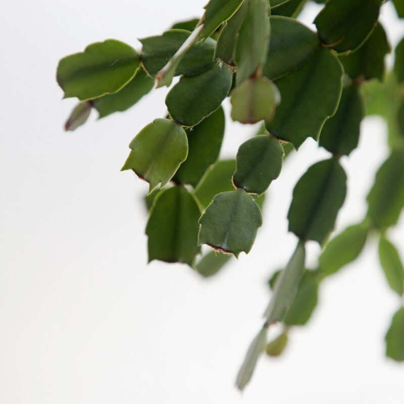 Marraskuunkaktus Schlumbergera truncata