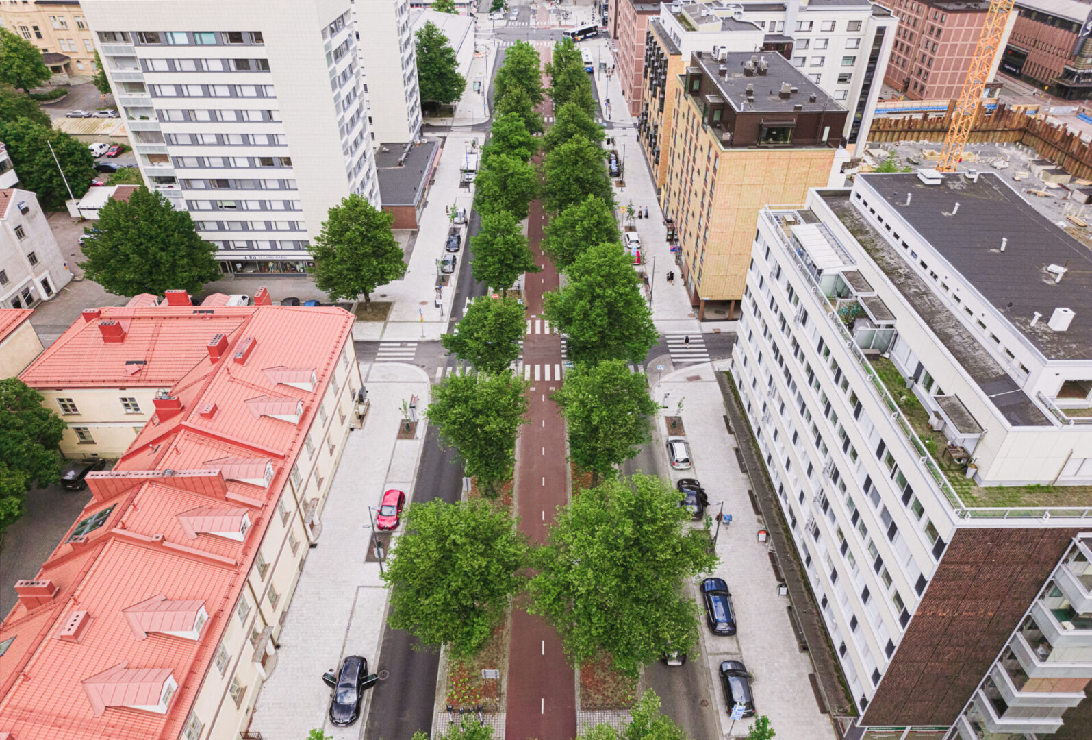 Tampereen Rongankadun lehmuskujanne säilytettiin Kekkilän Kantavan Kasvualustan avulla 