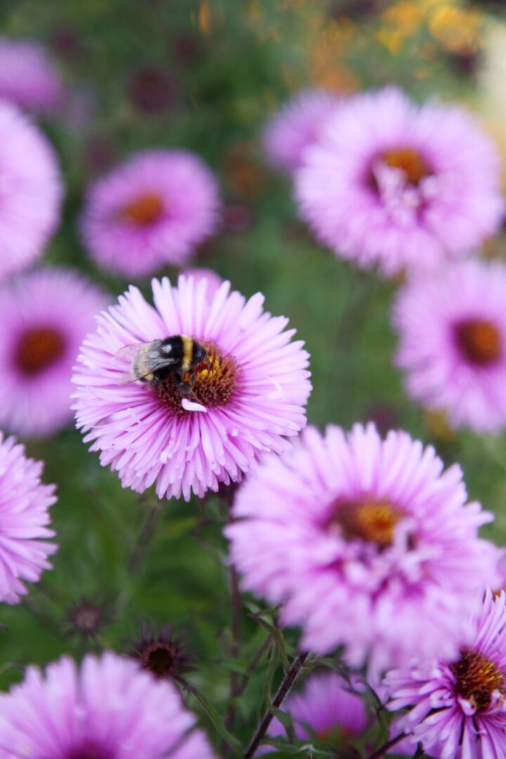 Kukkaloistoa keväästä syksyyn – Istuta kukkaloistoa pölyttäjille