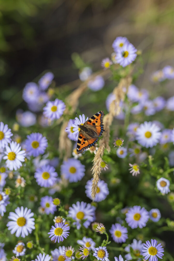 10 kysymystä ja vastausta turpeettomasta Istutusmullasta