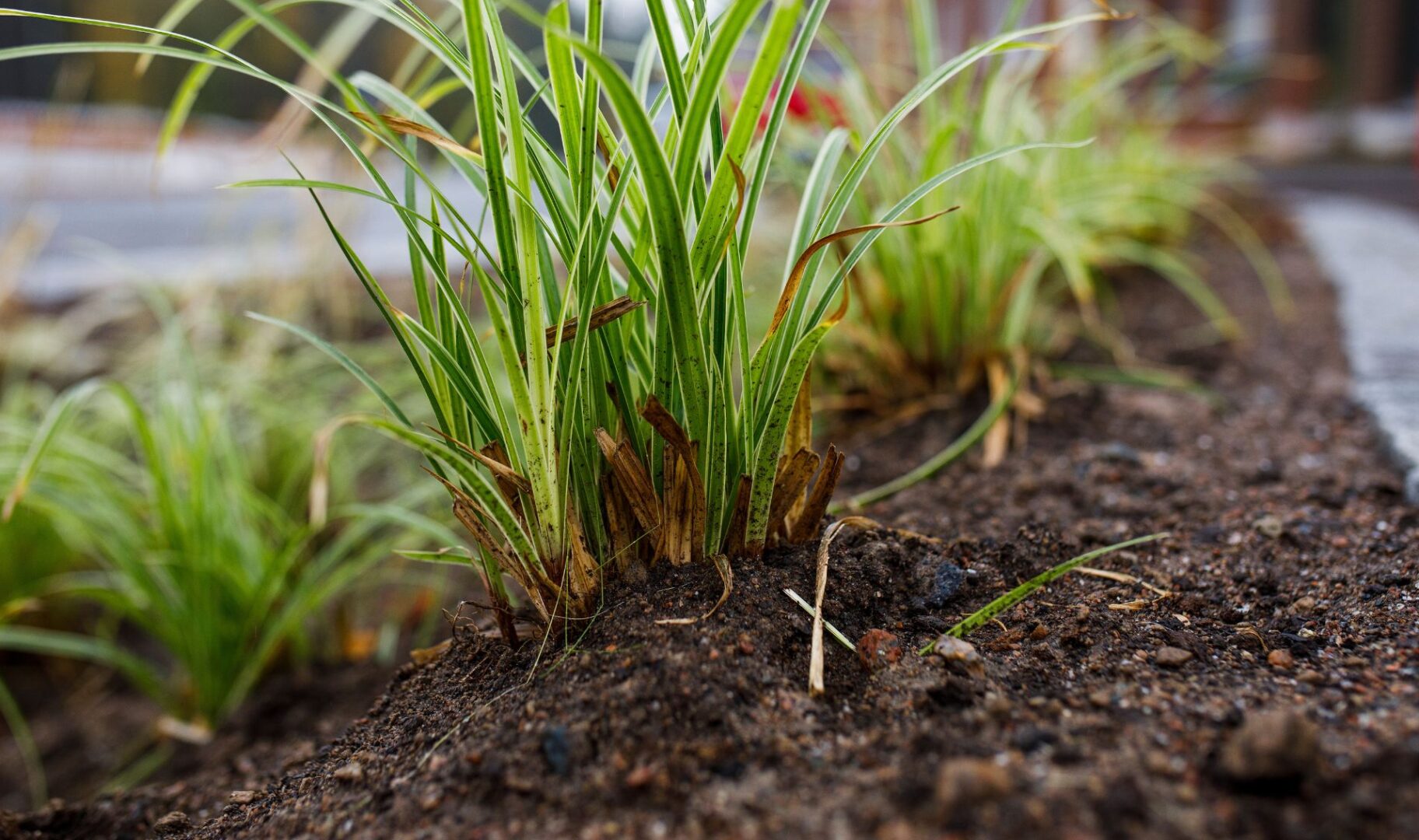 Q&A: biohiili ja hiilinielut viherrakentamisessa