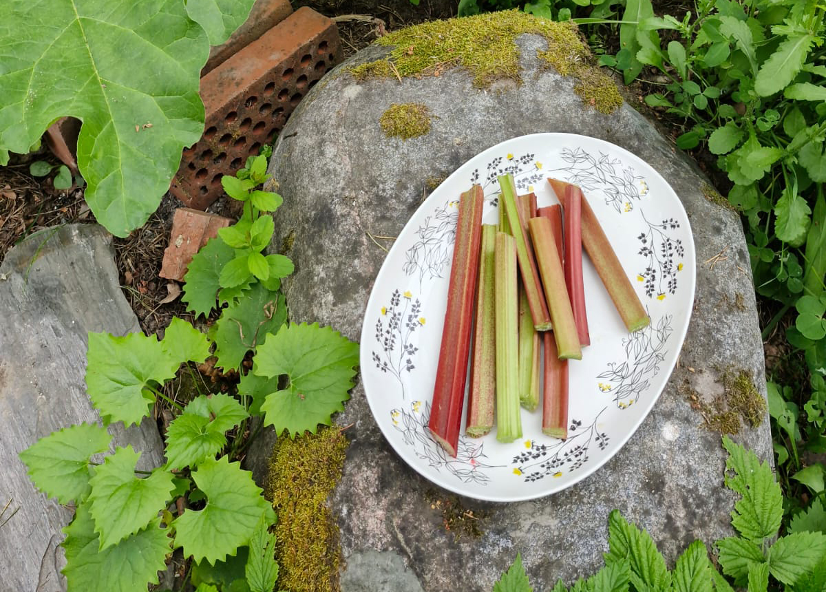 Makea raparperijuustokakku