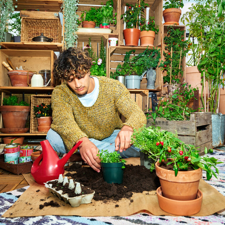 Kasvata itse tomaatteja ja chilejä