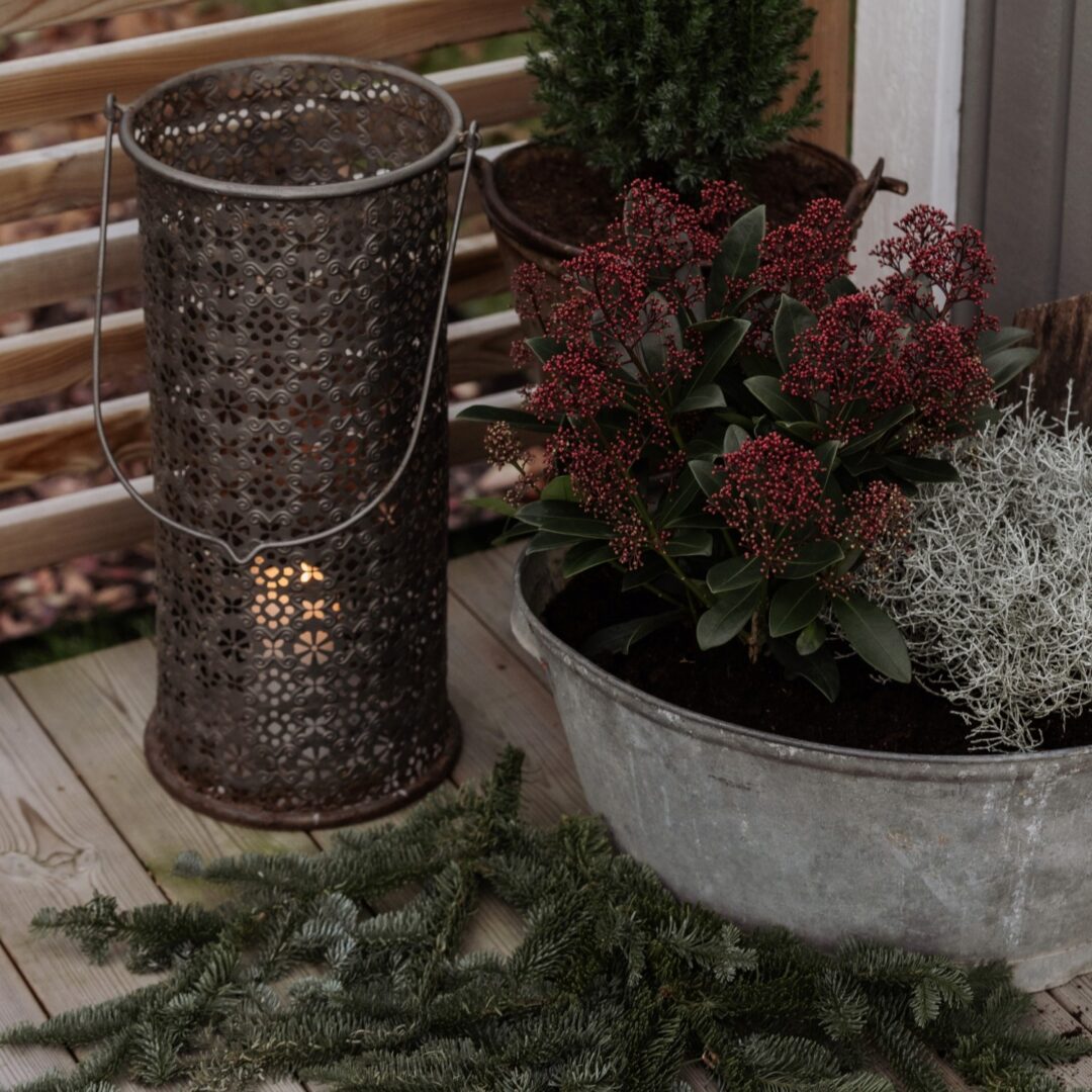 8 kylmää kestävää kasvia talviseen puutarhaan