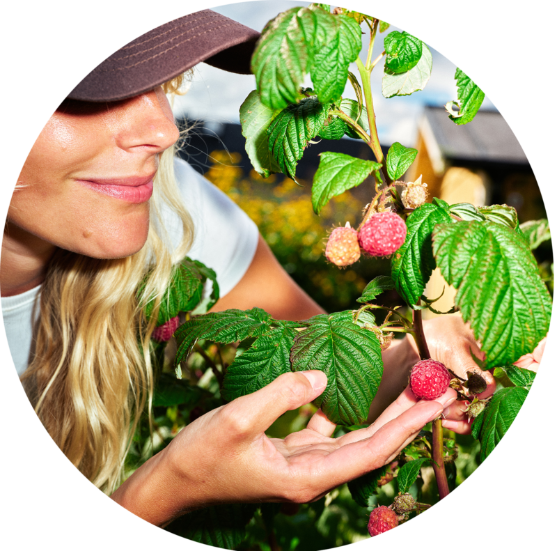 Kekkilä vadelmien kasvatus