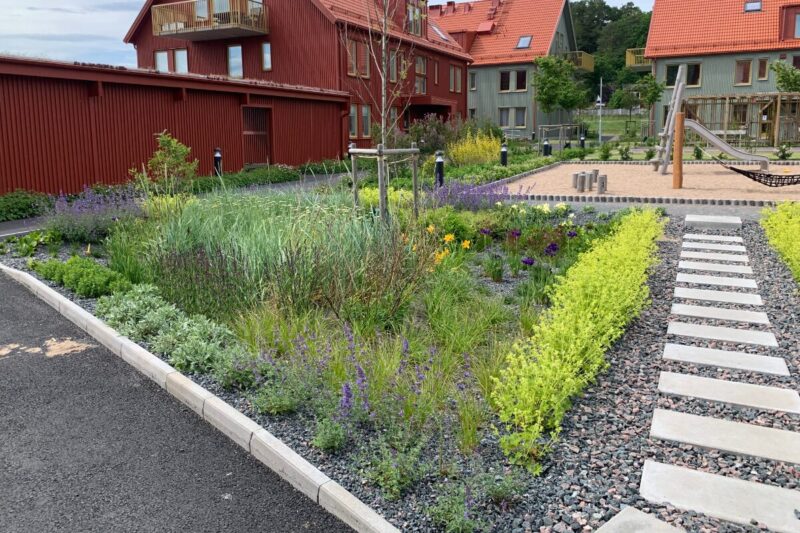 kuva hulevesi-istutuksesta, jossa on käytetty sepelipohjaista kasvualustaa