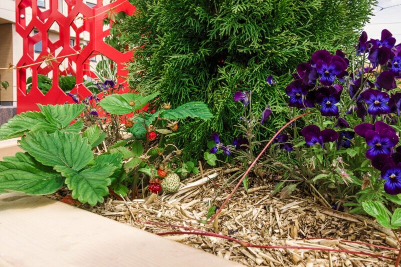 Detaljikuva istutuslaatikosta, jossa käytössä Järviruokokatetta